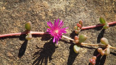 Delosperma repens, photographed by Shaun Swanepoel