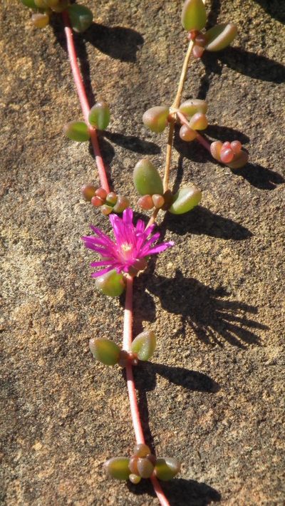 Delosperma repens, photographed by Shaun Swanepoel