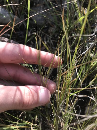 Muhlenbergia cuspidata, photographed by Ryan Donnelly