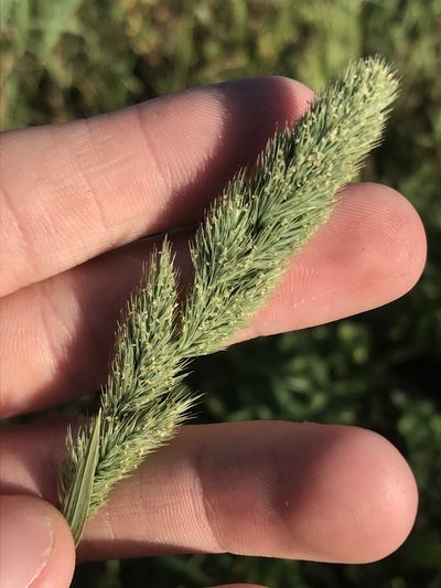 Muhlenbergia racemosa, photographed by Ryan Donnelly