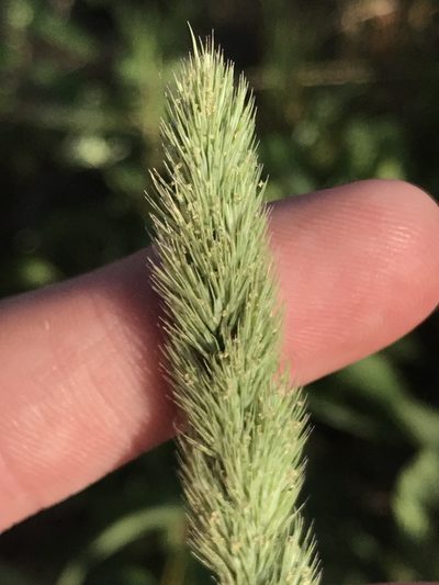 Muhlenbergia racemosa, photographed by Ryan Donnelly