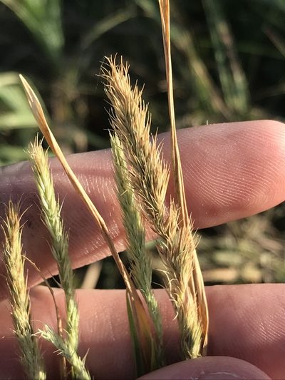 Muhlenbergia racemosa, photographed by Ryan Donnelly