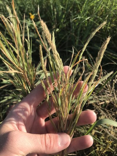 Muhlenbergia racemosa, photographed by Ryan Donnelly