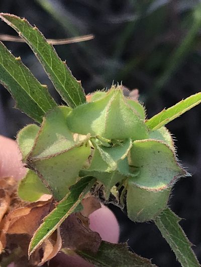 Malvastrum hispidum, photographed by Ryan Donnelly