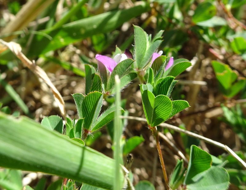 Kummerowia stipulacea, photographed by Thomas Koffel