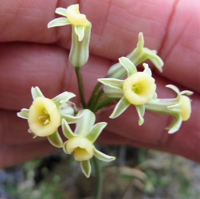 Tulbaghia dregeana, photographed by linkie