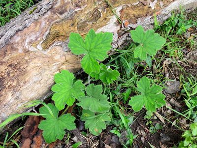 Pelargonium tomentosum, photographed by Di Turner