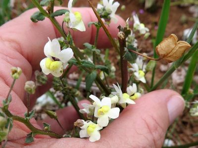 Nemesia leipoldtii, photographed by linkie