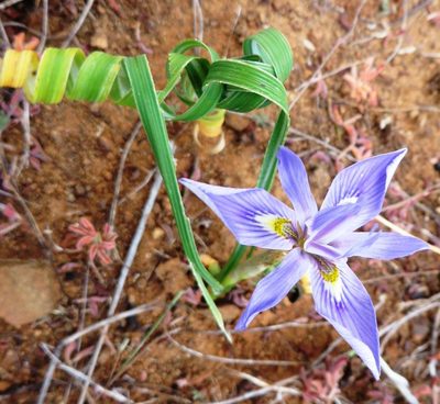 Moraea pritzeliana, photographed by linkie