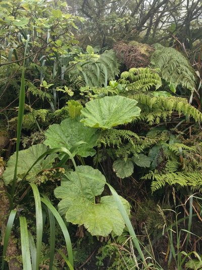 Gunnera petaloidea, photographed by Kevin Faccenda