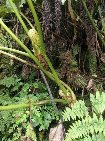 Gunnera petaloidea, photographed by Kevin Faccenda