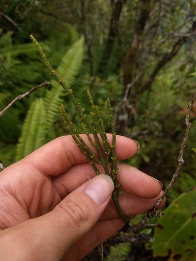 Korthalsella cylindrica, photographed by Kevin Faccenda