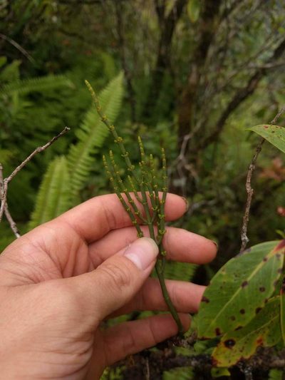 Korthalsella cylindrica, photographed by Kevin Faccenda