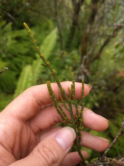 Korthalsella cylindrica, photographed by Kevin Faccenda