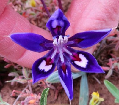 Babiana framesii, photographed by linkie