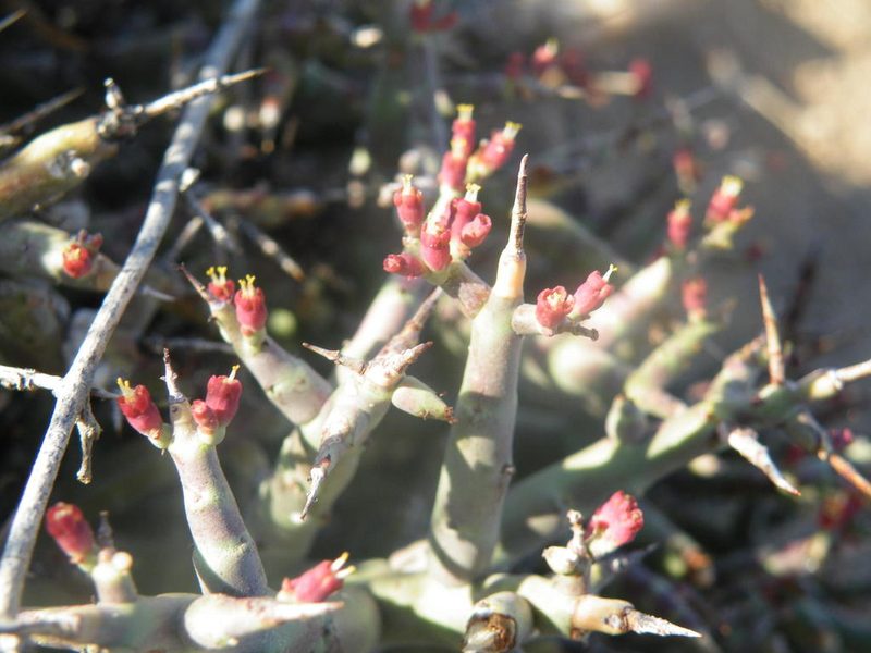 Euphorbia spinea, photographed by Antoinette Eyssell Knox
