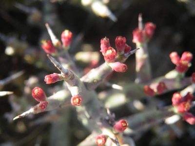 Euphorbia spinea, photographed by Antoinette Eyssell Knox