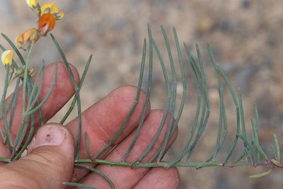 Lebeckia meyeriana, photographed by Brian du Preez