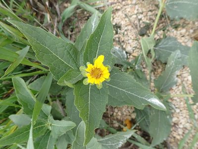 Heliopsis helianthoides, photographed by Mary Krieger