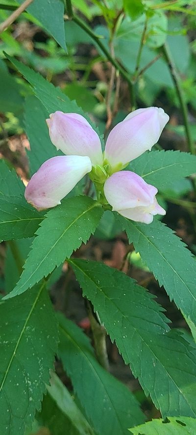 Chelone obliqua, photographed by Ana Ka'ahanui