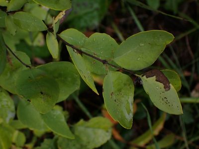 Symphoricarpos occidentalis, photographed by Mary Krieger