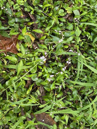 Polygonum posumbu, photographed by 古淑玲