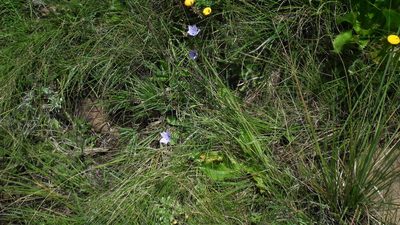 Wahlenbergia undulata, photographed by Shaun Swanepoel