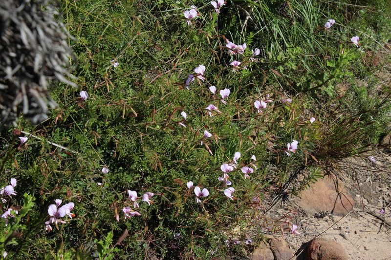 Pelargonium longicaule, photographed by Tony Rebelo