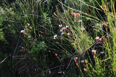 Hesperantha falcata, photographed by Tony Rebelo