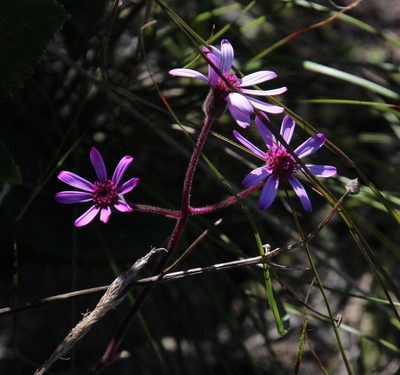 Senecio speciosus, photographed by Tony Rebelo