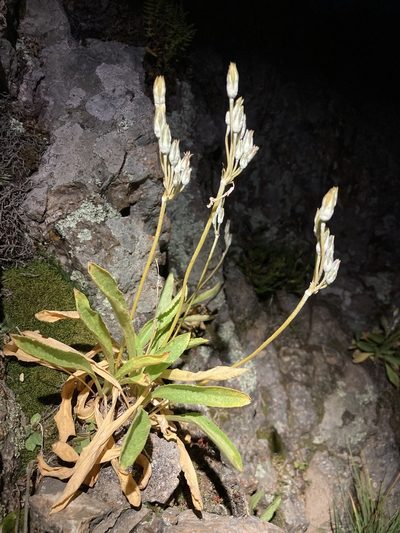 Primula rusbyi, photographed by Cecelia Alexander