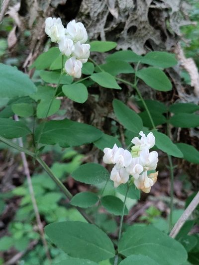 Lathyrus holochlorus, photographed by Rolando