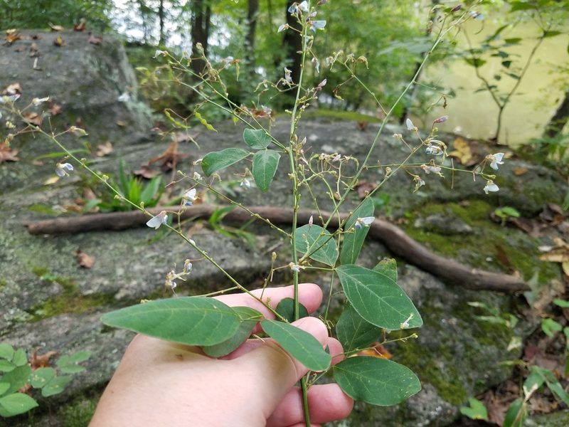 Desmodium glabellum, photographed by Leila Dasher