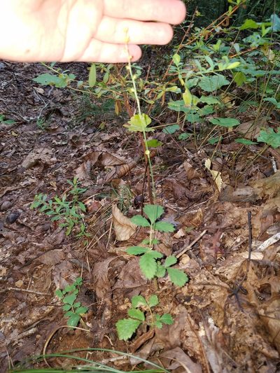 Agrimonia microcarpa, photographed by Leila Dasher