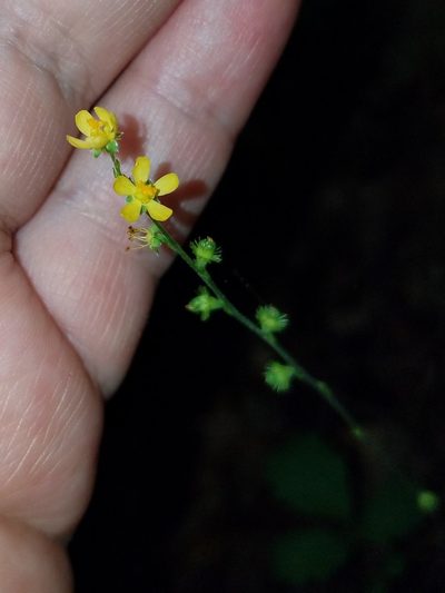 Agrimonia microcarpa, photographed by Leila Dasher