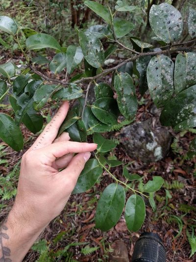 Diospyros hillebrandii, photographed by Kevin Faccenda