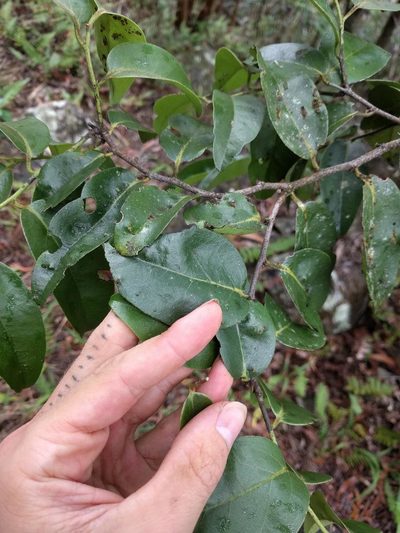 Diospyros hillebrandii, photographed by Kevin Faccenda