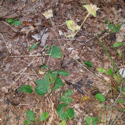 Elephantopus tomentosus, photographed by Leila Dasher