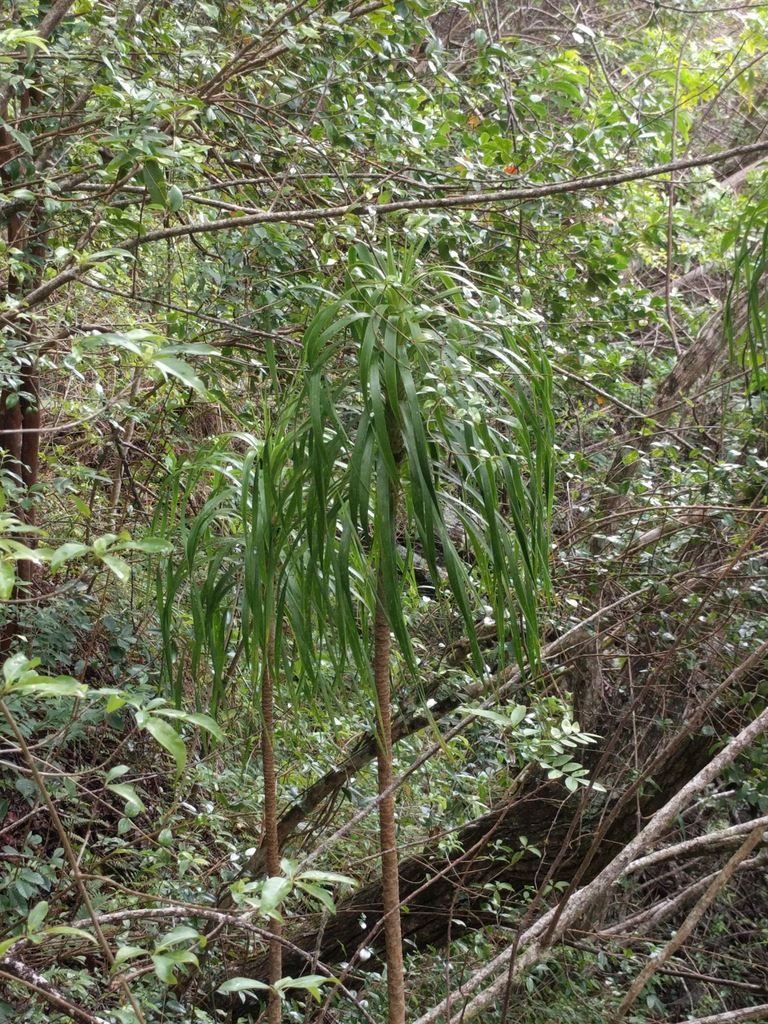 Dracaena forbesii, photographed by Kevin Faccenda