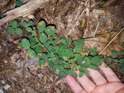 Lespedeza procumbens, photographed by Leila Dasher