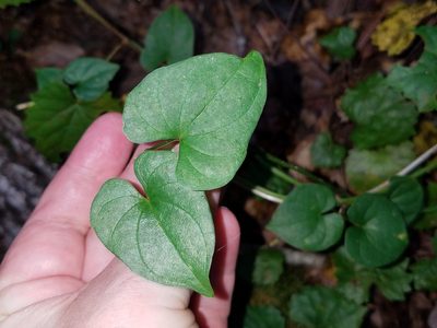 Dioscorea polystachya, photographed by Leila Dasher
