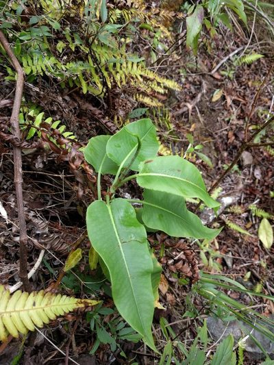 Rumex albescens, photographed by Kevin Faccenda