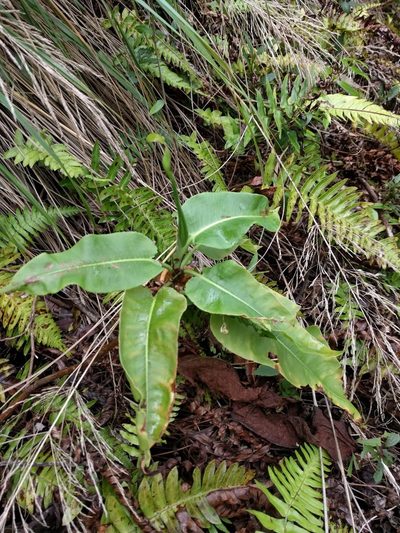 Rumex albescens, photographed by Kevin Faccenda