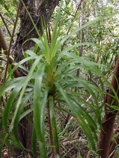 Dracaena forbesii, photographed by Kevin Faccenda