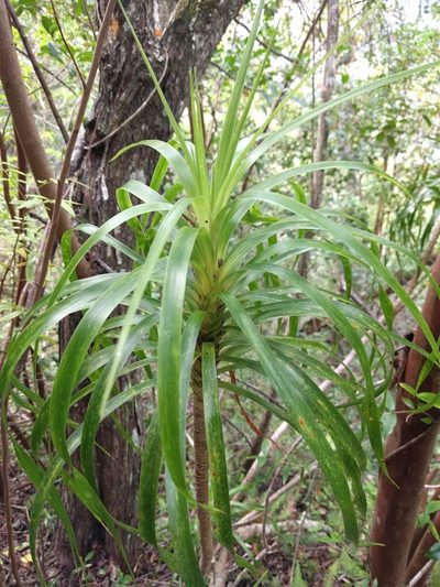 Dracaena forbesii, photographed by Kevin Faccenda