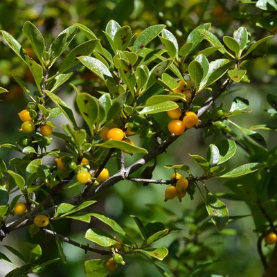 Coprosma montana, photographed by kbkash