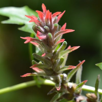 Castilleja arvensis, photographed by kbkash