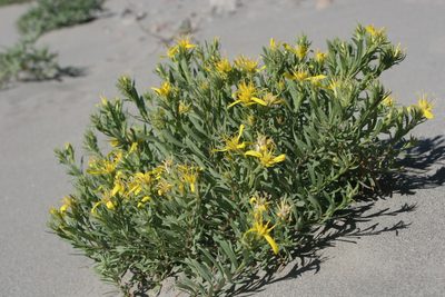 Ericameria greenei, photographed by Kristof Zyskowski