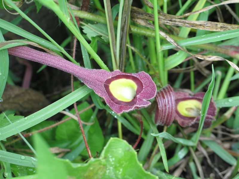 Aristolochia foetida, photographed by Viacheslav Shalisko