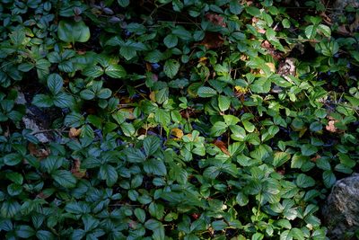 Rubus hispidus, photographed by Bonnie Semmling